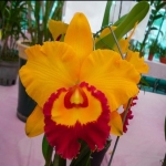 Rlc. Village Chief Triumph "Golden Tai Pin"