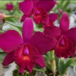 Ctt. Chien Ya Champion "Red Apple"