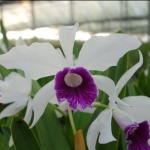 C. purpurata "Thunder Clap"