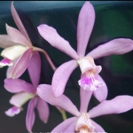 epidendrum tampense x C. harrisoniana