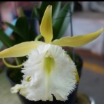 Blc. Jimminey Cricket