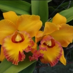 Rlc. Village Chief Headache