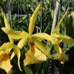 Blc. Keowee "Vi-Galaxy"