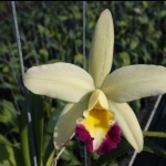 Blc. Taiwan Power Green