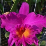 Blc. Pink Empress