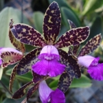 Cattleya Black Jack