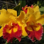 Blc. Taiwan Ruby #6
