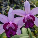 Cattleya intermedia var. orlata "Rio"