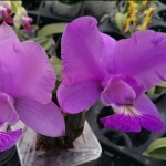 C. walkeriana x C. nobilior