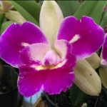 Blc.Mem. Helen Brown x Blc.Tzeng-Wen Beauty