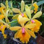 Epc. Rene Marques x Pot. Free Spirit "Lea" #2