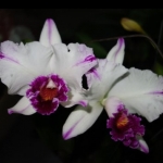 Blc. Kuwale Gem "白劍英"