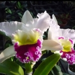 Blc. Beauty Girl ’’C U Kova’