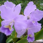 Blc. Lois Mcneil ’Ace’