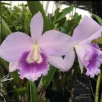 Lc. Blue Angle