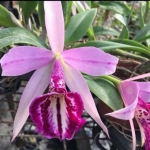 Blc. Tetradip x L. dayana