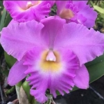 Rlc Moon Roon
