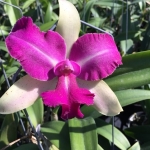 Blc Chong Guu Benz