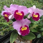 Blc Hsinging Catherine x Irene Finney