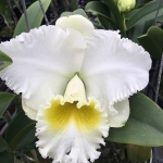 Rlc Burdekin Wonder "Lake Land"
