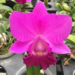 Rlc Chialin Red Cat