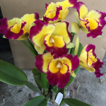 Rlc Taiwan Fantasy