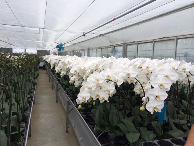 greenhouse for cut phal