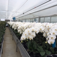 greenhouse for cut phal