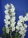 Den. Spring Jewel "Miki"