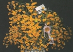 Den. chrysotoxum