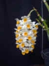 Den. thysiflorum