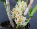 Den. bracteosum