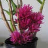 Den. bracteosum