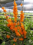 Den. bullenianum