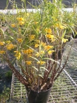 Den. hancockii