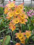 Den. Oriental Smile "Fantasy"
