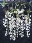 Den. primulinum "alba"