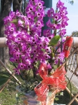 Den. Red Empress "Fly Hirundine"