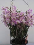 Den. Sakura "Hime"