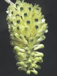 Den. smillieae
