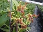 Den. spectabile