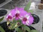 Den. Phok Bong x Den. Little Princess