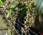 Den. munificum