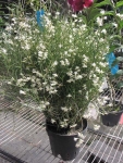 Den. equitans