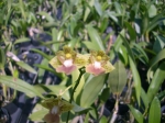 Den. bifalce