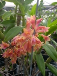 Den. miyakei x Den. bullenianum