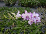 Den. compactum Pink