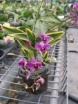Den. mini phalaenopsis "variegated leaf"