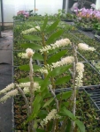 Den. secundum-alba