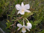 Den. formosum x Den. schuetzei